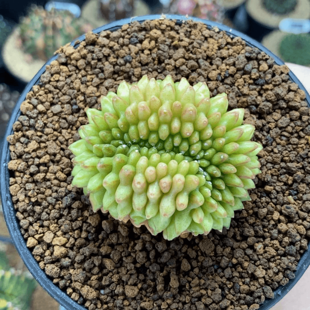 貘缀化 米哈仙人球