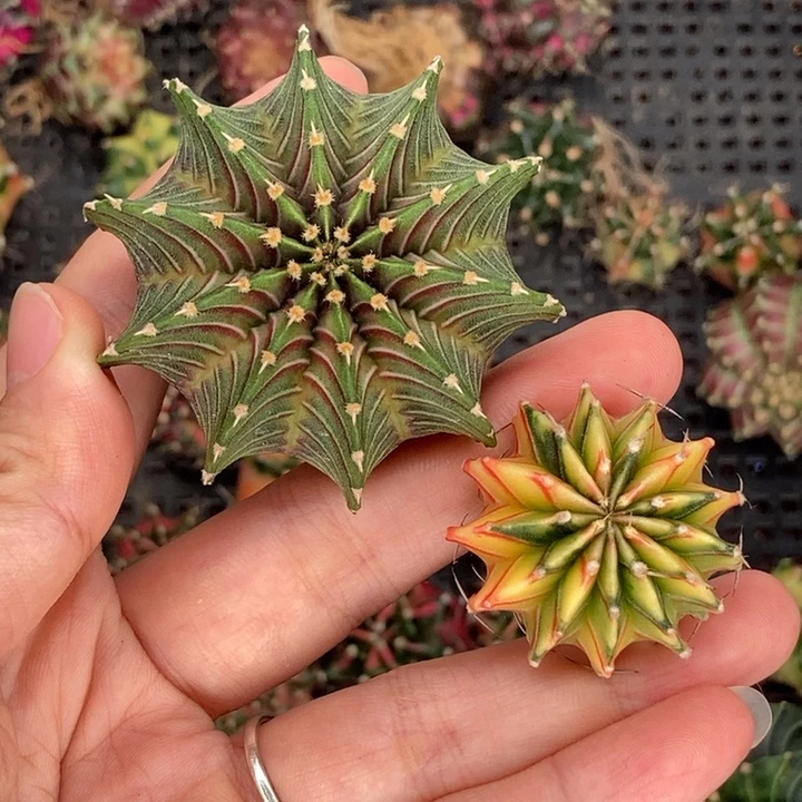 溪专拍的 米哈仙人球