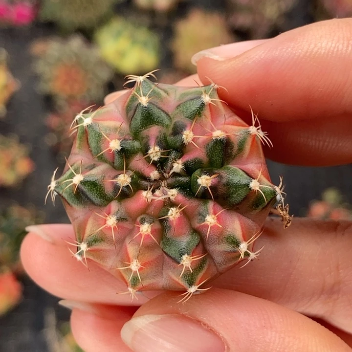 侧芽 很肥 米哈仙人球