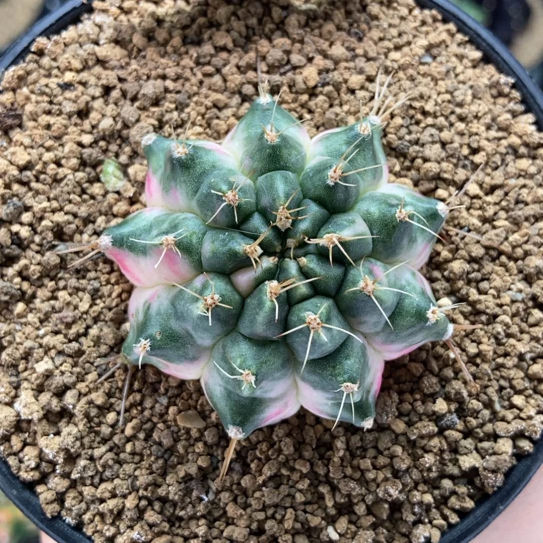 独角兽 米哈仙人球