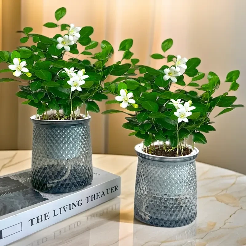 九里香客厅书桌净化空气桌面房间四季常青绿植盆栽