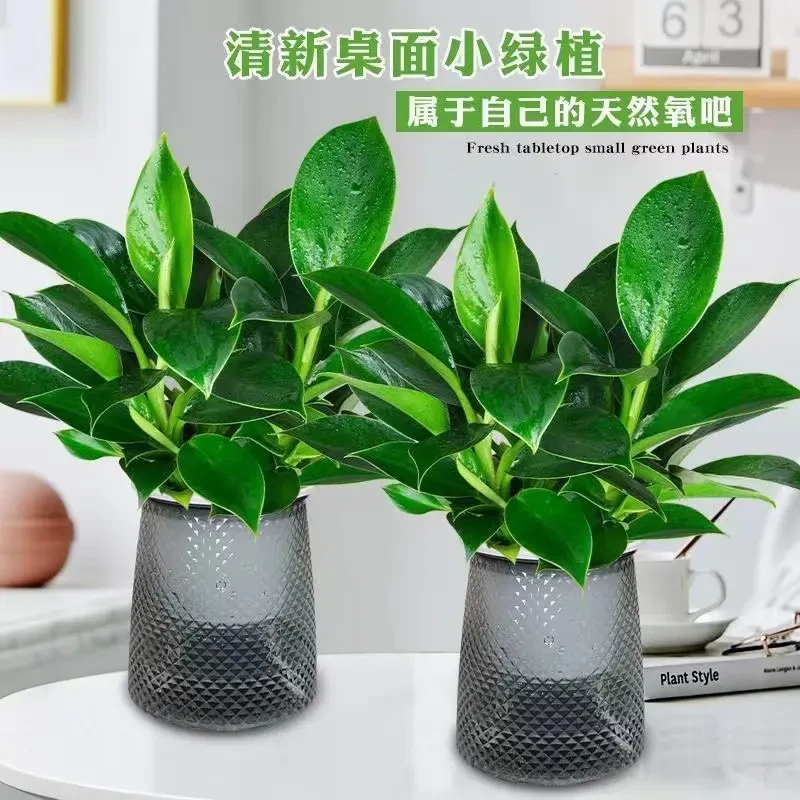 金钻绿公主室内天然水培绿植物盆栽花卉好养