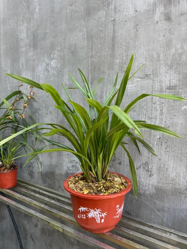 云南纺自然养殖兰花秋榜红花