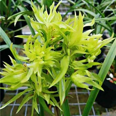 【花开富贵】春兰兰花带花苞盆栽绿植盆栽盆栽浓香型奇花勤花勤芽