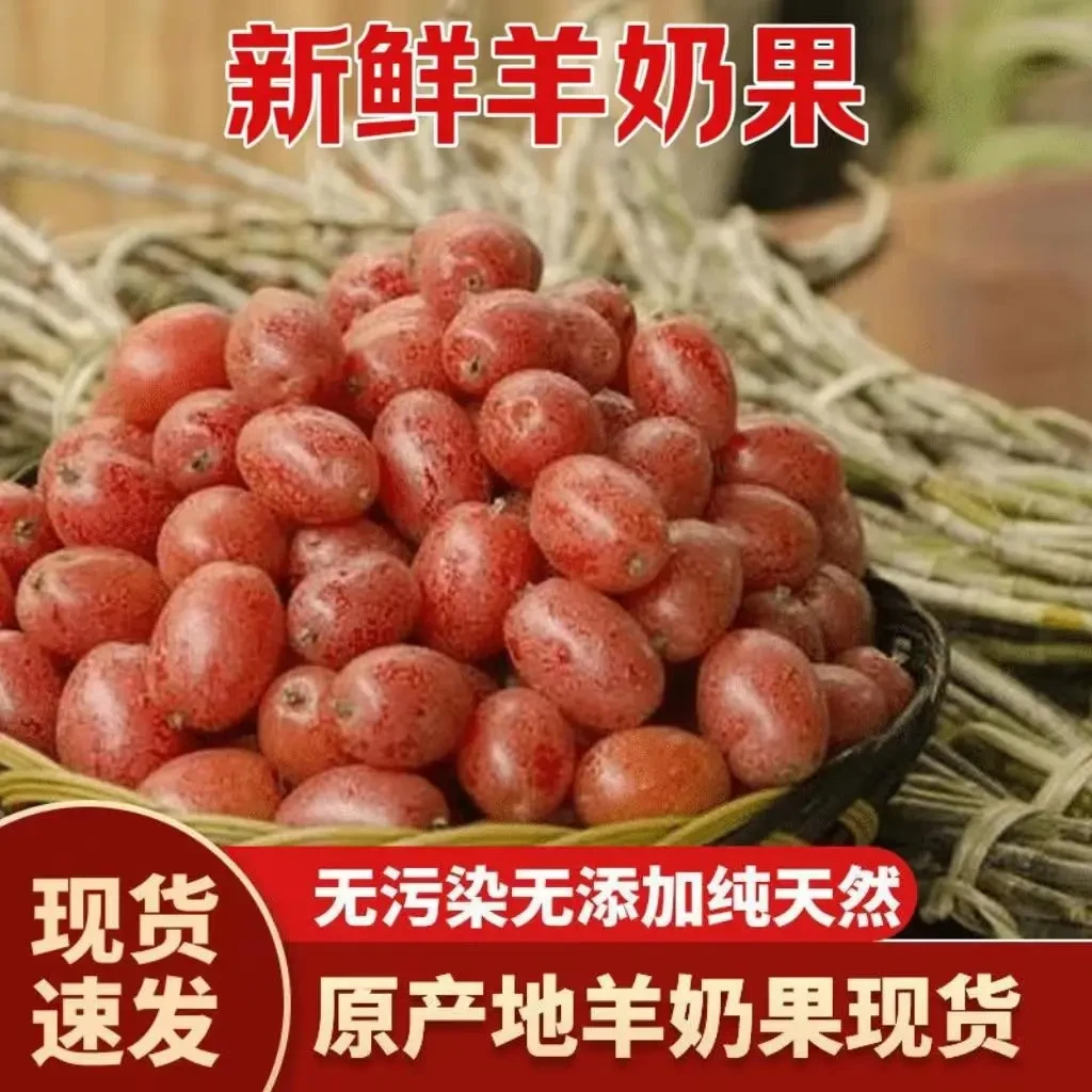 酸甜羊奶果 云南新鲜水果 野生酸甜牛奶果胡秃子牛虱子果现摘现发