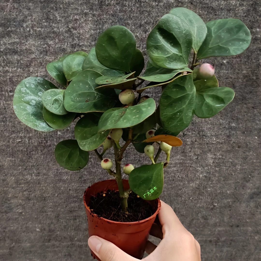 小盼菩提树盆栽植物室内禅意盆景办公室桌面净化空气观叶绿植花卉