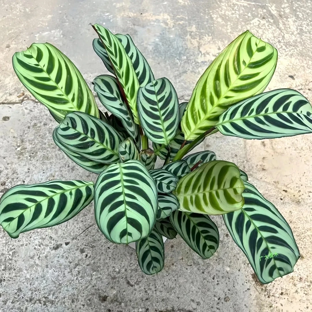 马克思竹芋盆栽室内植物好养四季常绿净化空气可水培特价优惠