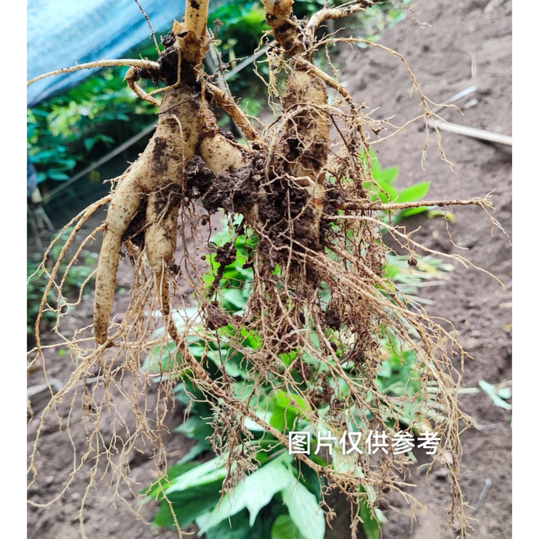 董参工坊鲜参六号（直播链接）