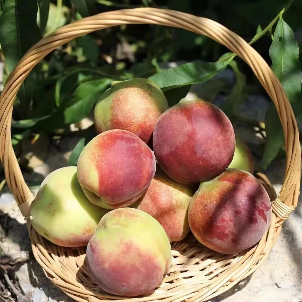 D【现摘现发】山东青州蜜桃丑桃带箱五斤脆甜爽口爆甜多汁蜜香浓郁