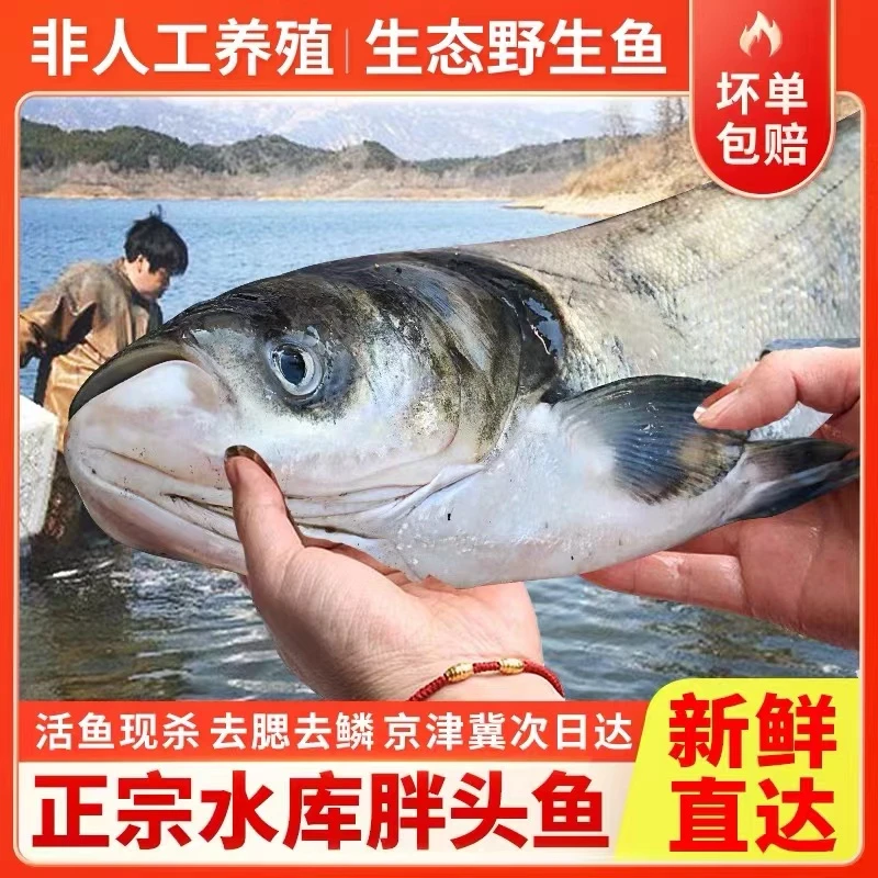 密云【水库鱼】正宗胖头鱼生态大头鱼鲢鱼鳙鱼包头鱼活鱼现宰包装