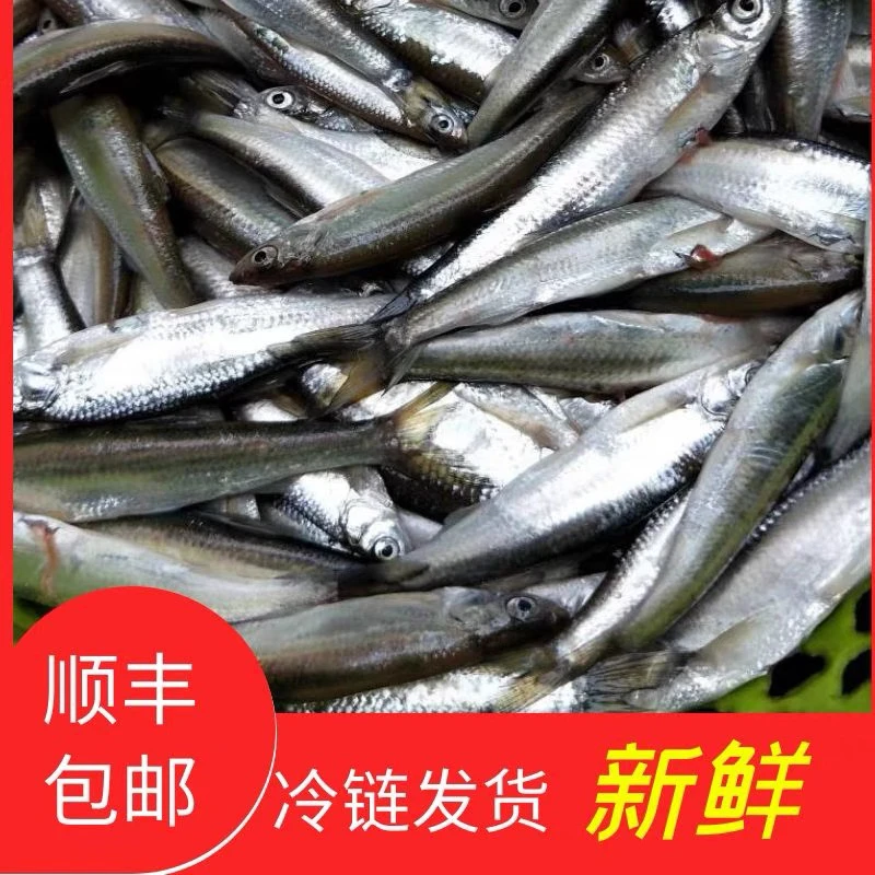 密云水库原生态小河鱼现捕现发淡水鱼新鲜小白条鱼蓝刀柳叶餐条鱼