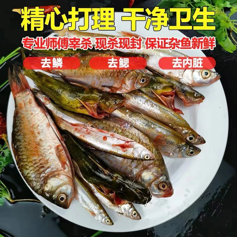 密云水库小河鱼鲜活现杀小杂鱼混合鲫鱼昂刺鱼白条鱼野鱼小鱼生鲜