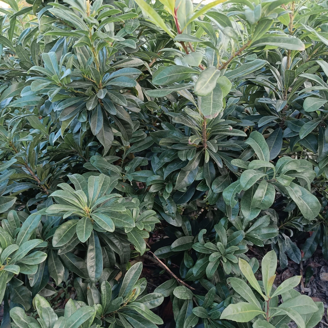 台州东魁杨梅树苗黑炭嫁接早熟优质果苗包邮