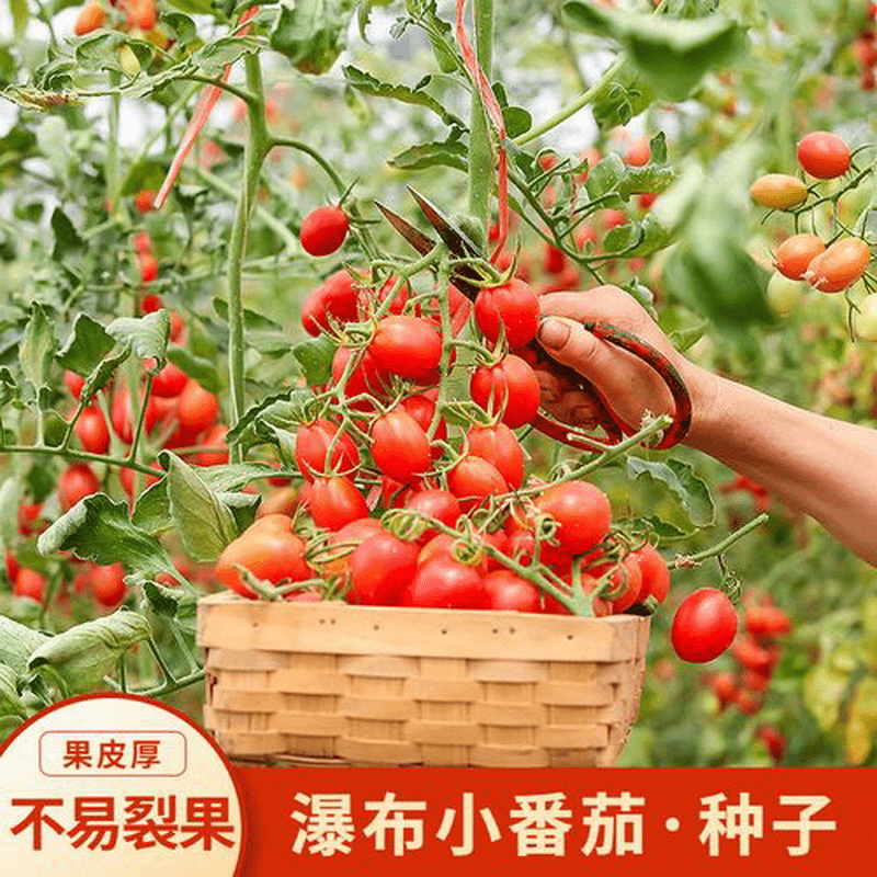 2024小番茄种子系列多彩水果番茄黄红姑娘圣女果中蔬四号种子多包