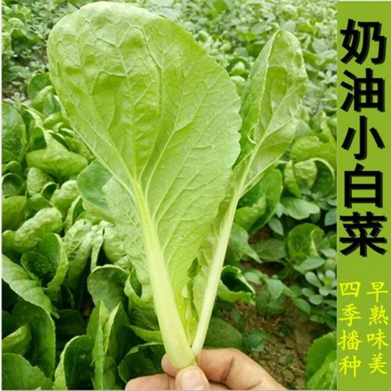优选 四季小白菜 9.9 三包播种味美种植品质新货季节