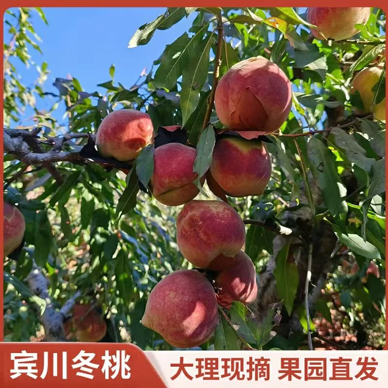 顺丰包邮云南大理宾川冬桃冬雪蜜桃脆甜离核新鲜水果特产整箱批发