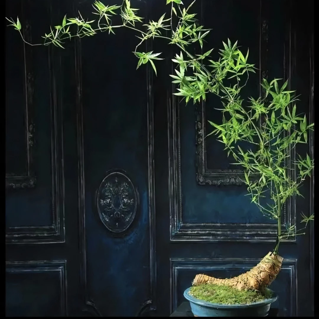 簕竹生桩不带叶子禅意绿植高端盆景四季常绿好养活