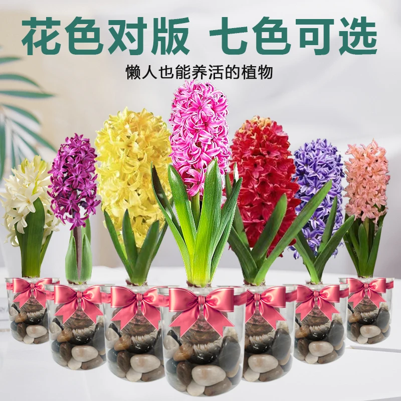 盆栽风信子种球易活大球水培室内土培进口懒人阳台耐寒四季开花