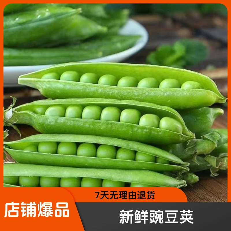 云南新鲜露天种植l豌豆荚饱满高原应季蔬菜现摘现发 1/2/3/5/9斤