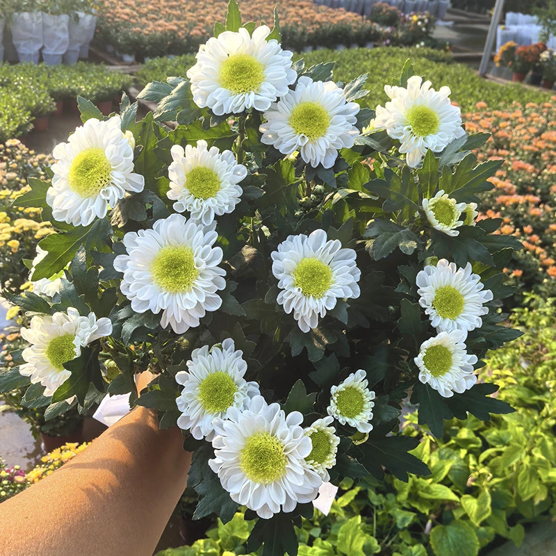 落跑新娘小雏菊盆栽(绿心小菊 花期长)庭院阳台开花植物