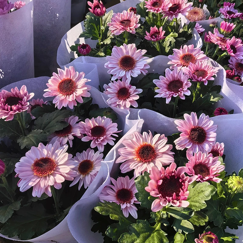 草莓熊小雏菊(小清新 高颜值  网红款)阳台庭院开花植物