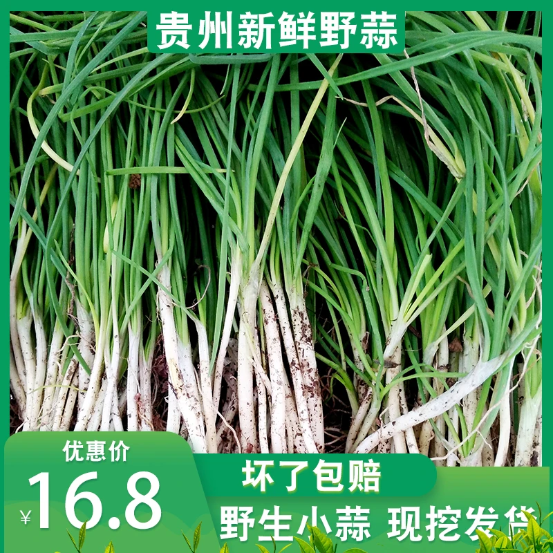 贵州特产新鲜野生野野菜独根蒜薤白野蒜小根蒜苦蒜小葱1-3斤