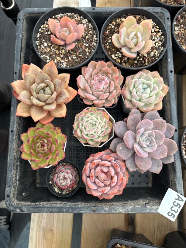 多肉植物一物一拍 A535