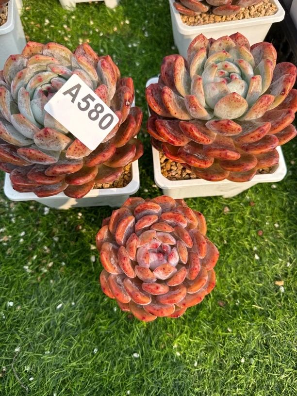 多肉植物一物一拍 A580 橙子