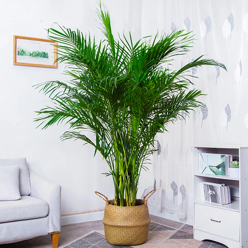 2富贵椰子散尾葵客厅室内办公室绿植大型绿植好养吸甲醛基地盆栽