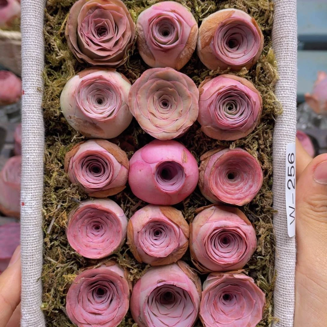 花篮组合w256一物一拍