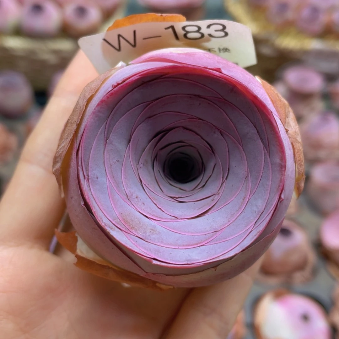时笙玫瑰w183一物一拍