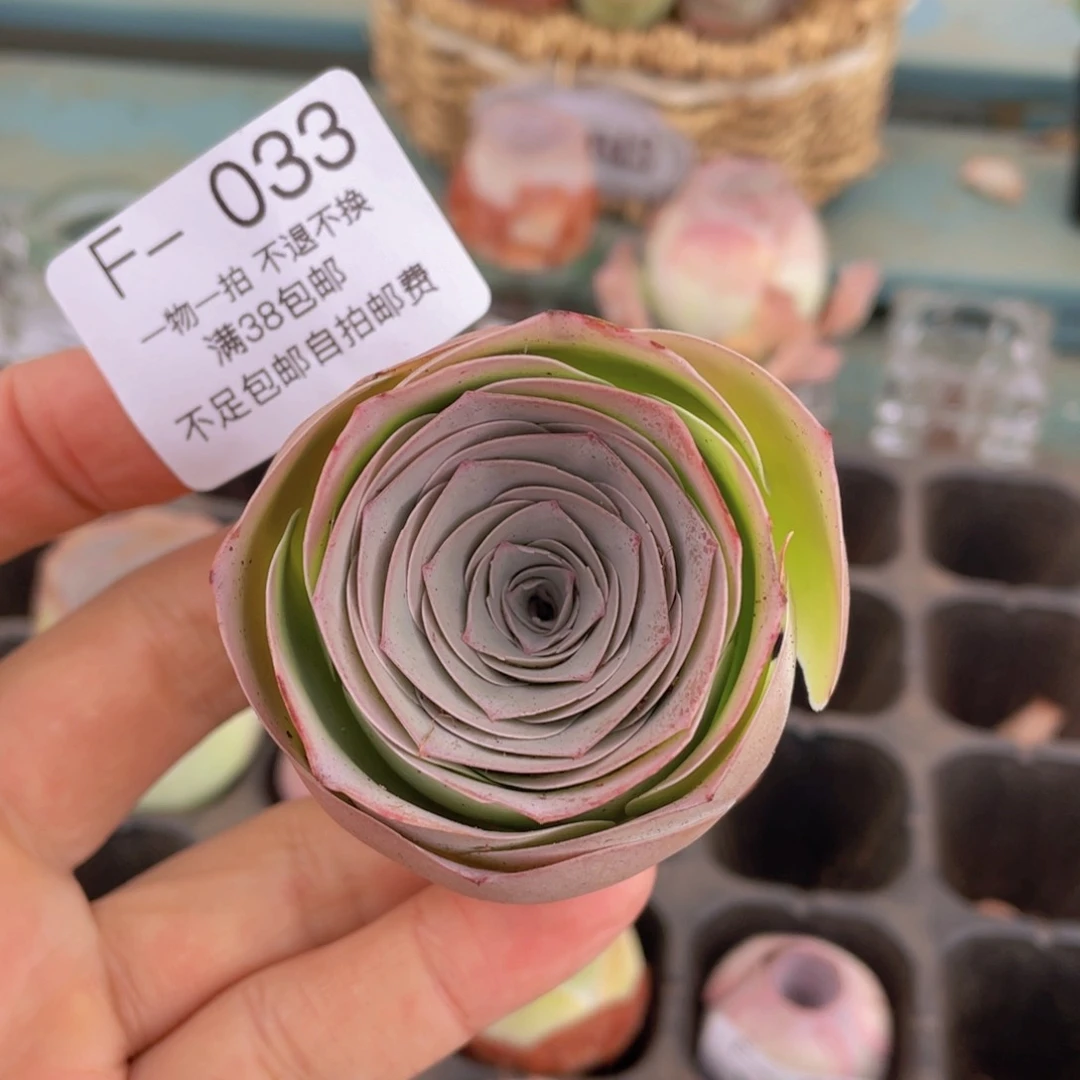 福利033一物一拍