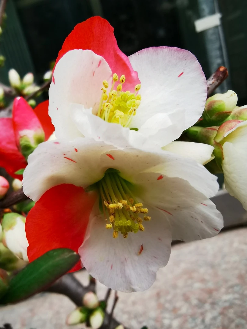【直播专用】一物一拍,梅花,海棠等花卉共用链接