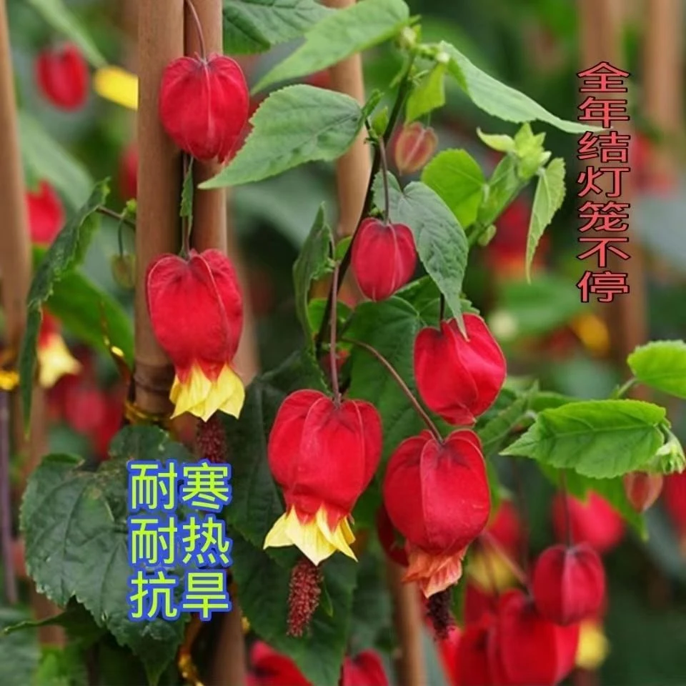 四季灯笼花棒棒糖开花喜庆阳台庭院藤本耐热耐寒好养花卉绿植