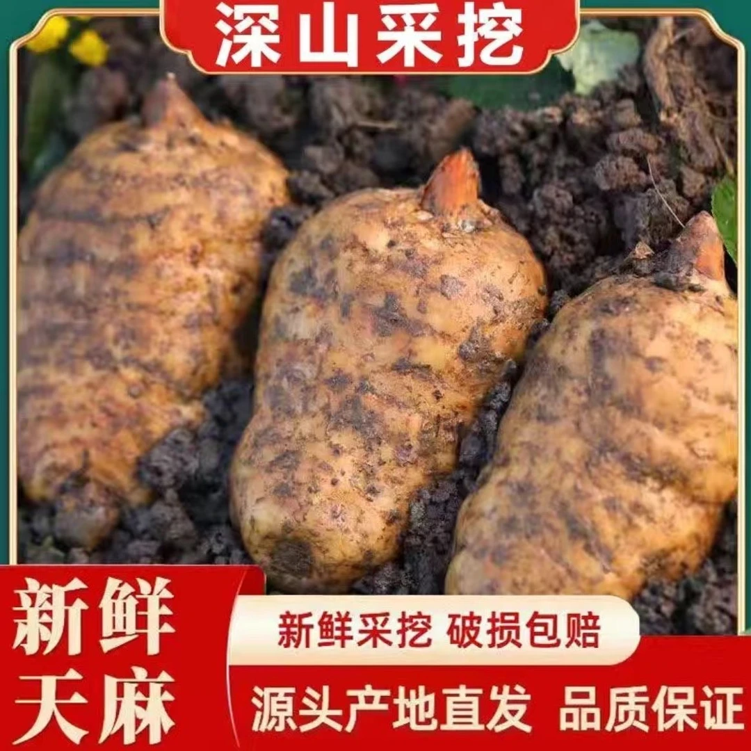 贵州大方天麻新鲜高山林下种植天麻营养现挖现发带泥
