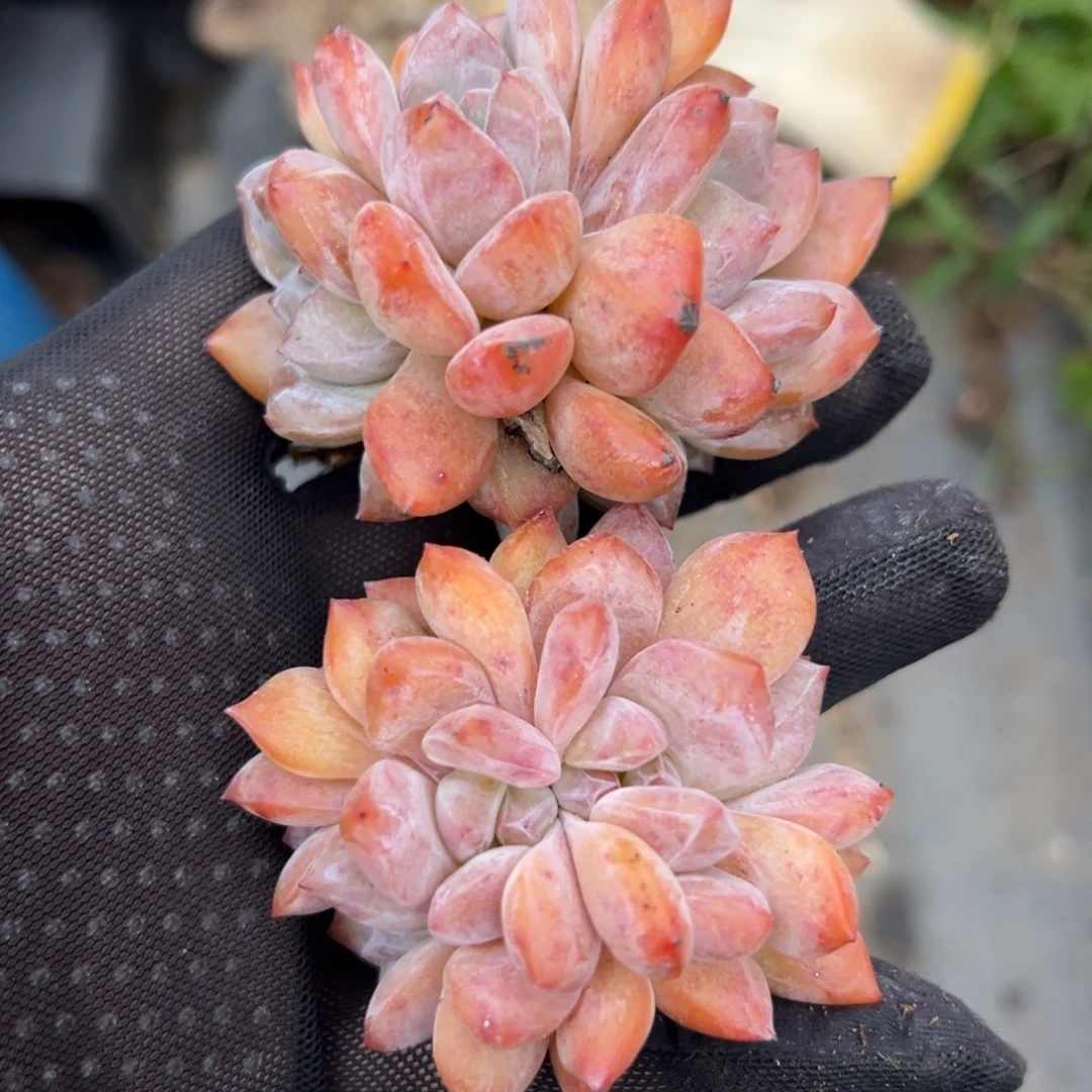 俩个四头雪天使