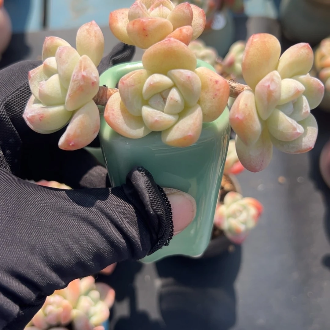 三*?四头冰玉带盆