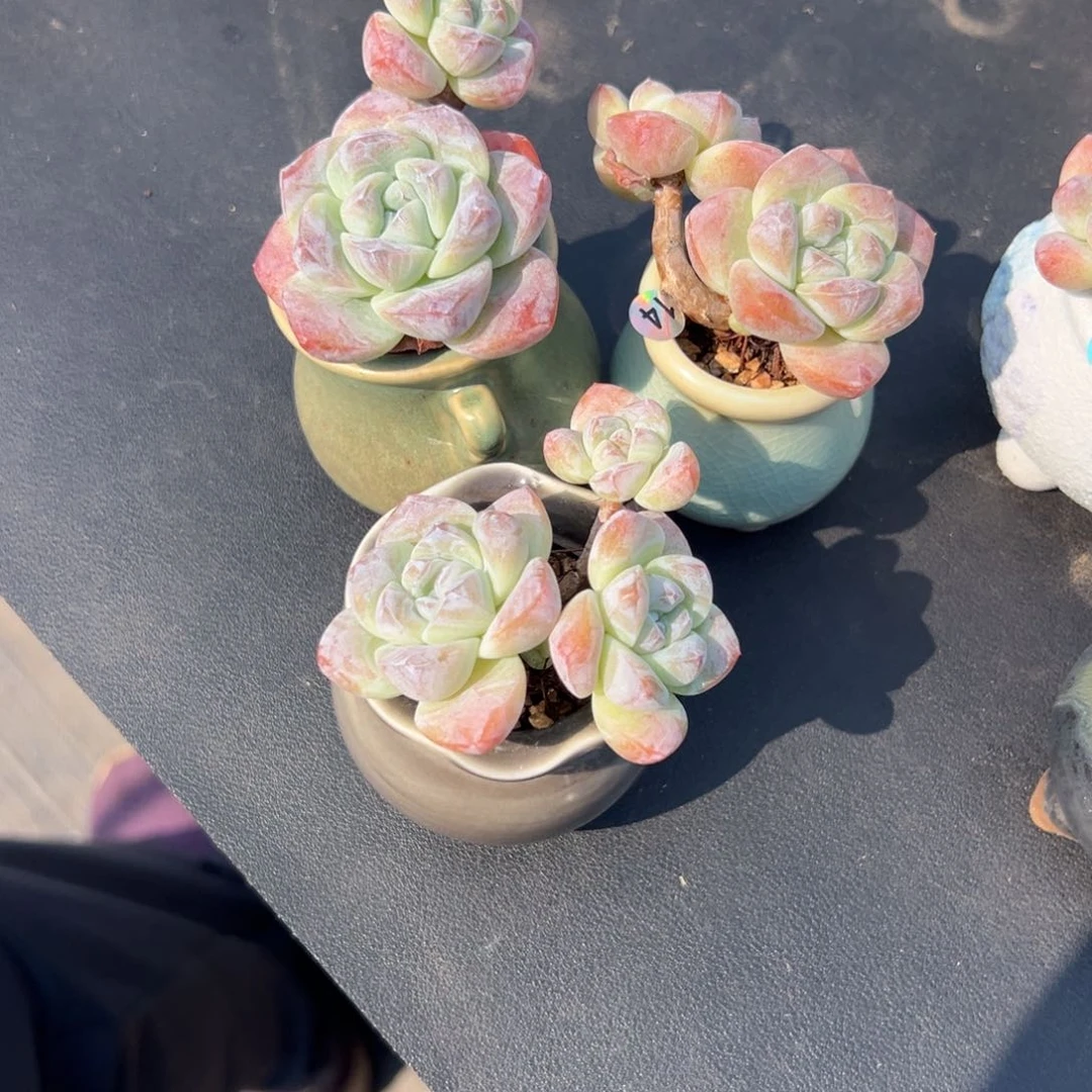 顾***后三个冰玉带盆