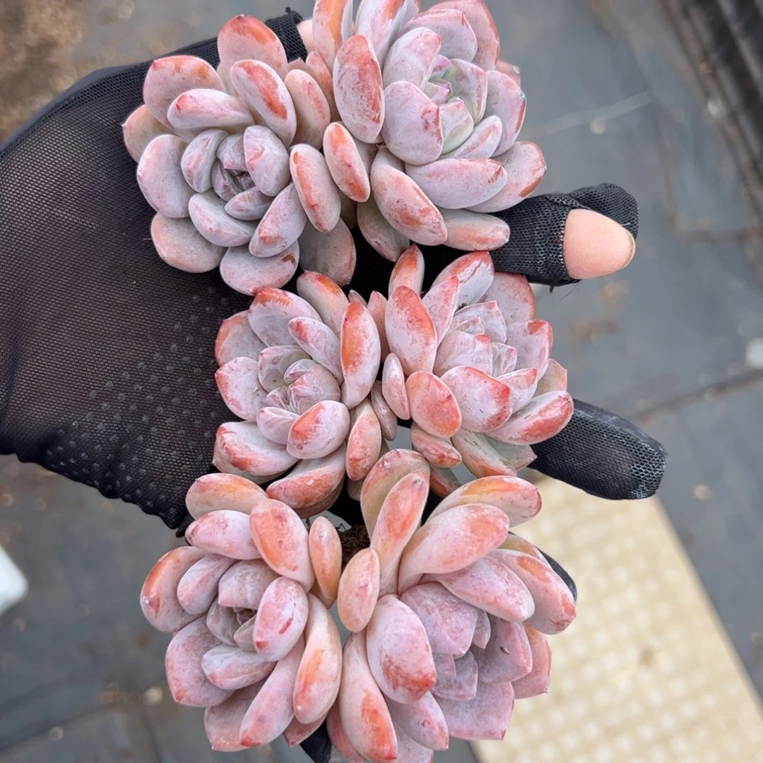 三个星影双头