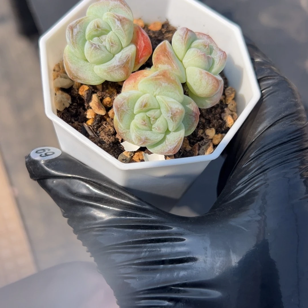 三头冰玉带俩个崽