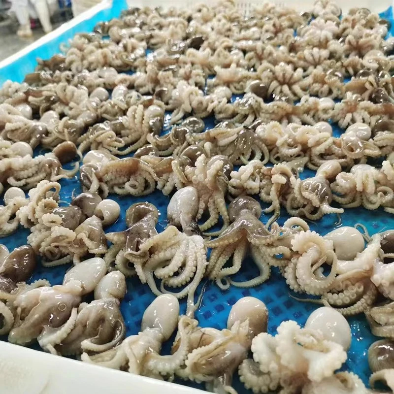 大连海鲜八爪鱼新鲜小章鱼海鲜活冷冻水产短腿八抓鱼迷你大爆头