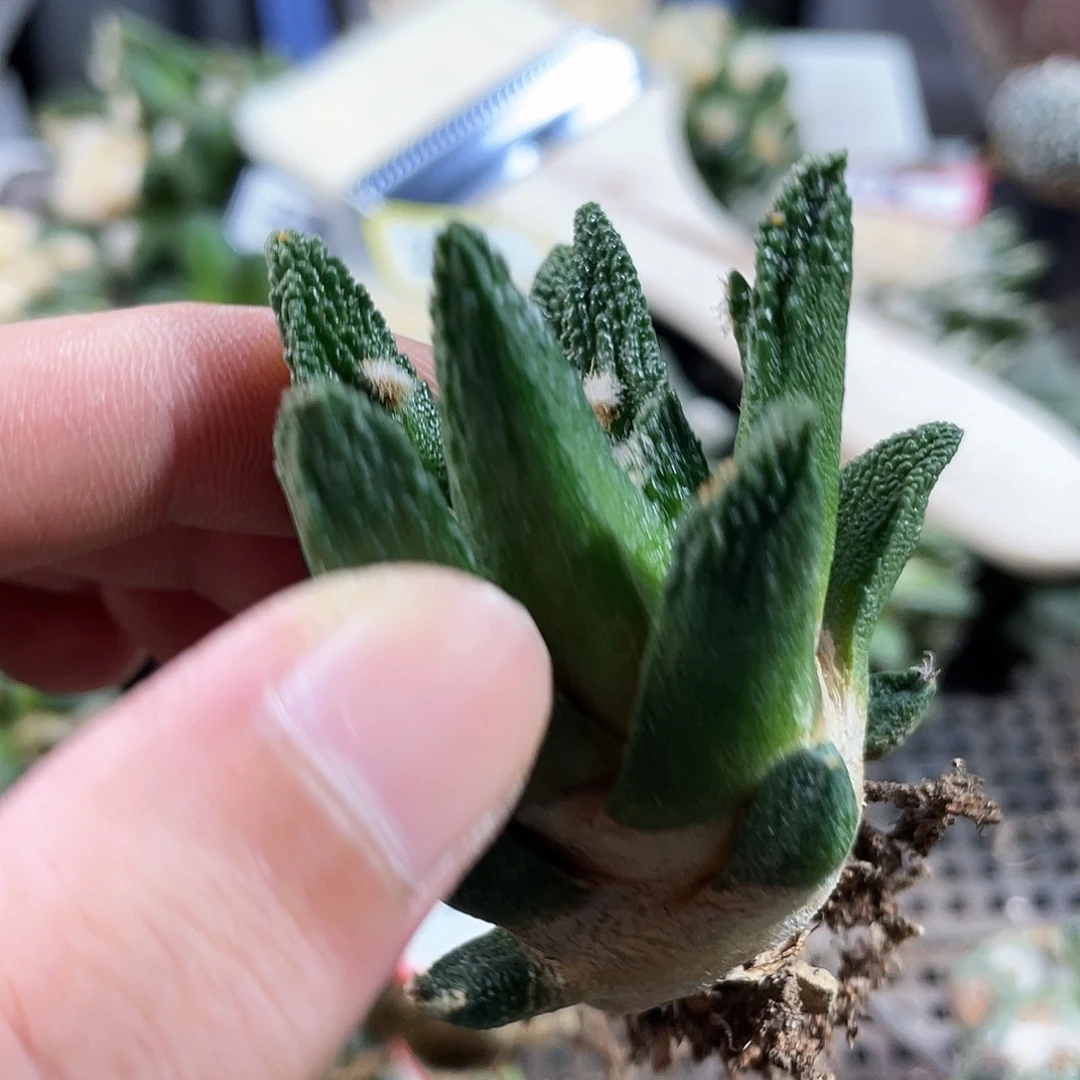 49号自根博士牡丹好看