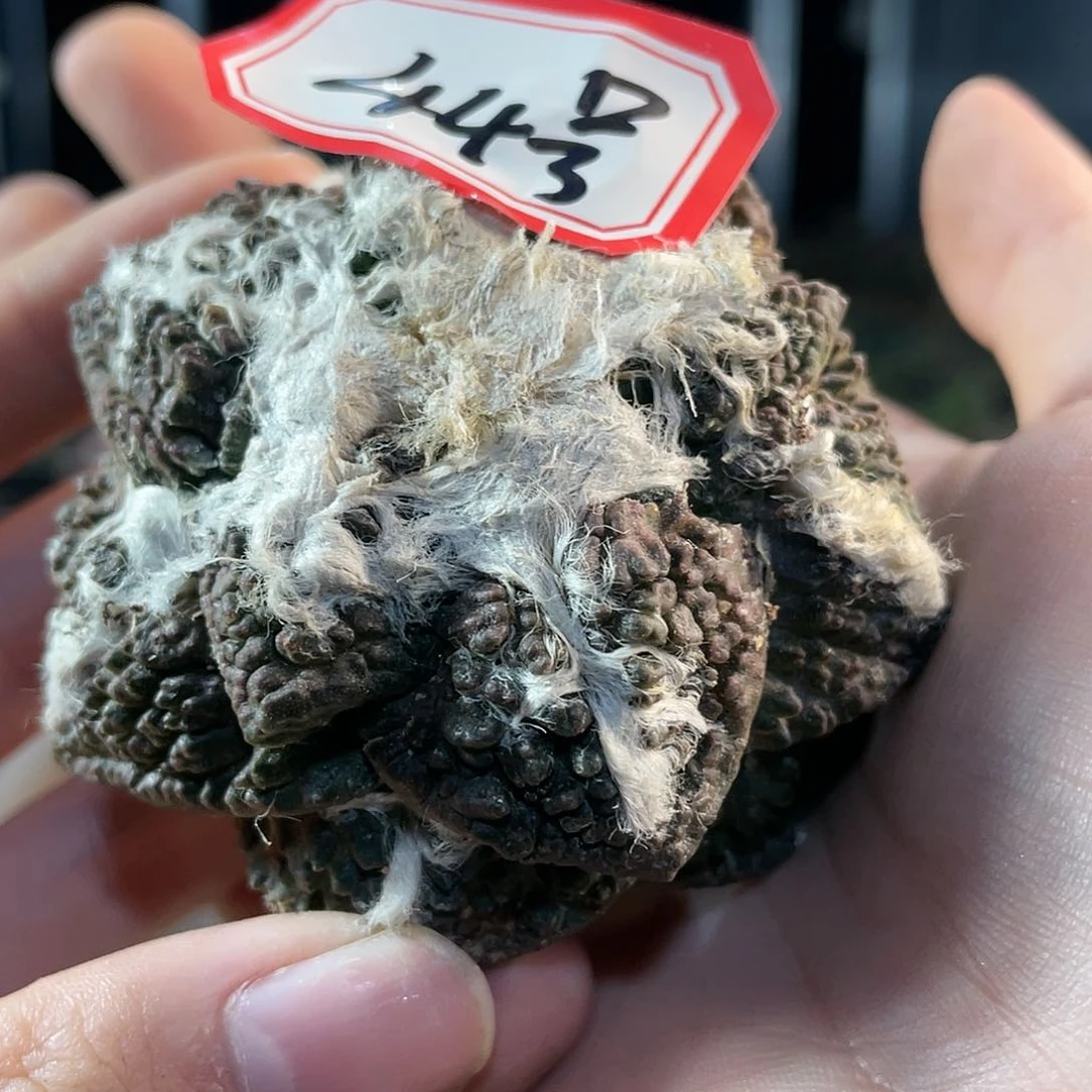 44号艳姬龟甲牡丹自根