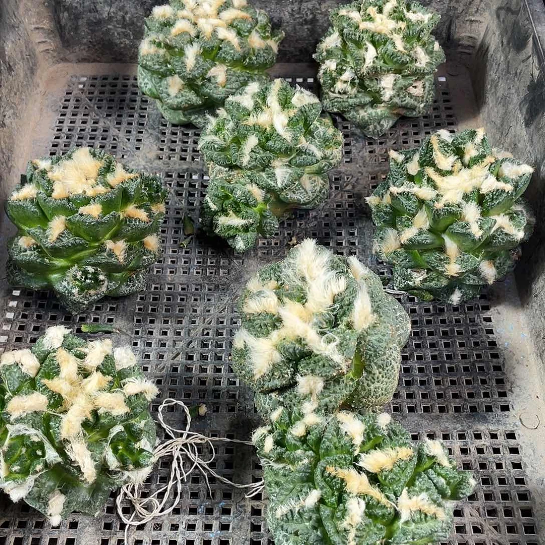 7.5cm无根大龟甲牡丹1颗