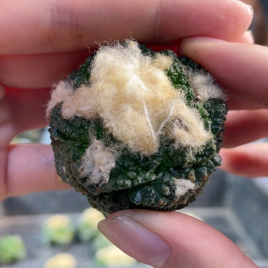 4cm龟甲牡丹无根