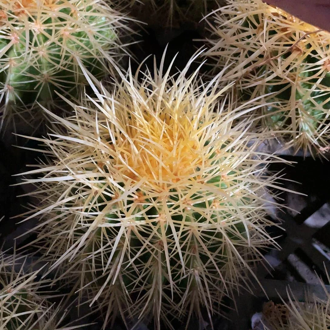 12cm实生美版怒虎