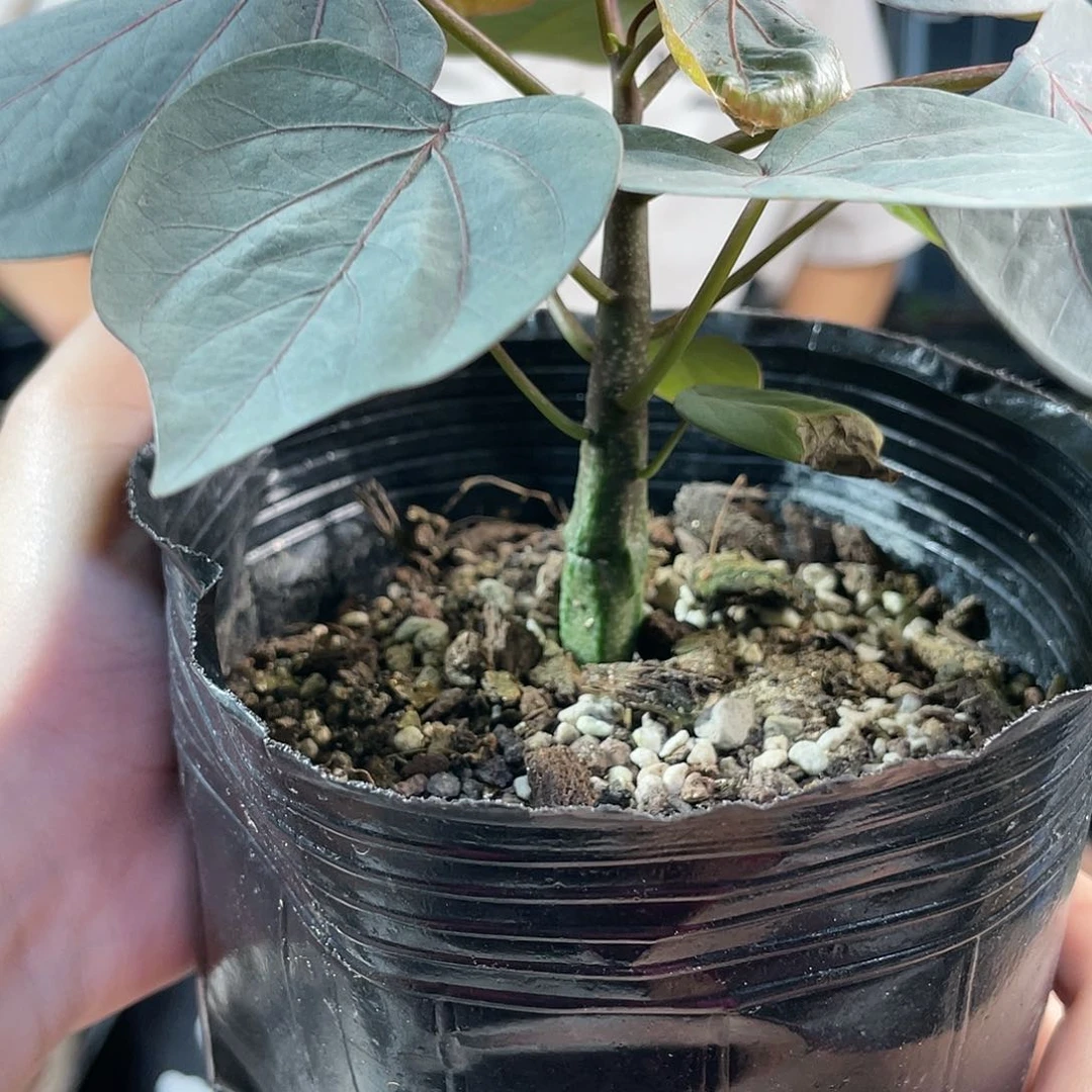 实生红叶西番莲福利