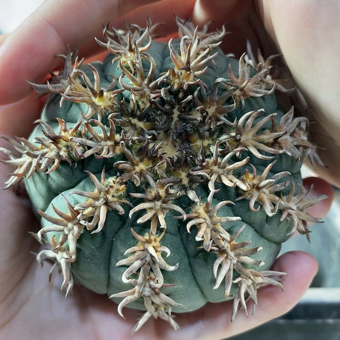7.5cm豪刺猫爪无根