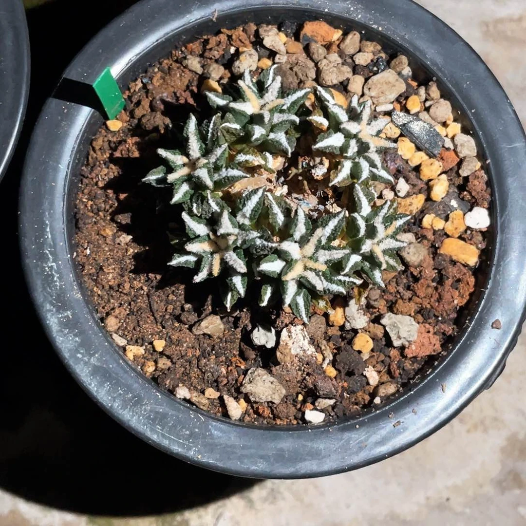 大***虎37号萝卜根多头黑牡丹根超好