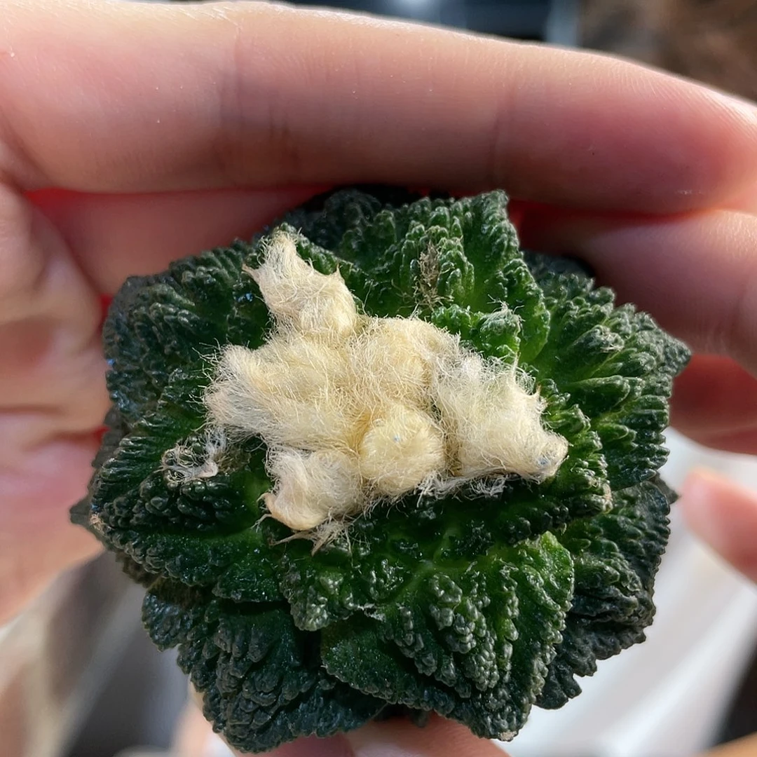 4.5cm辛顿牡丹无根